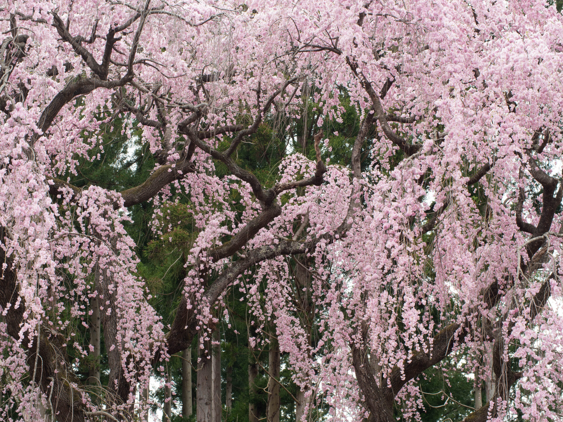 桜絢爛